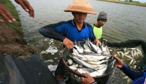 Pemkab Bengkalis Ajak Masyarakat Makan Ikan Bersama